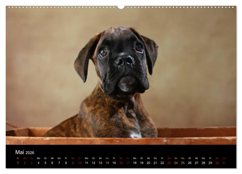 Liebenswerte Boxer (CALVENDO Wandkalender 2026)
