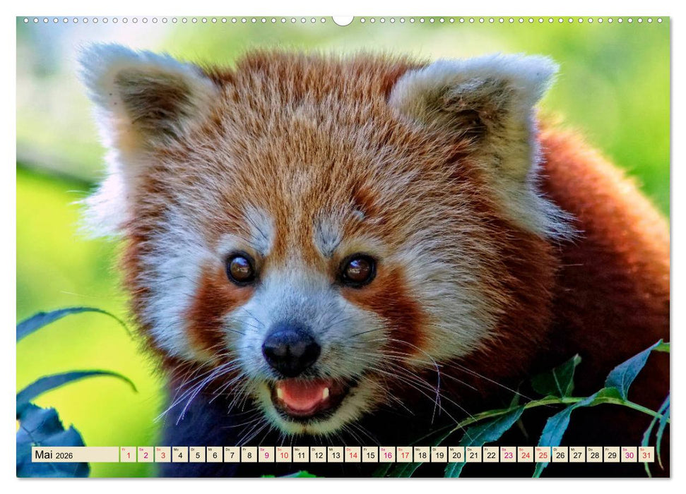 Kleiner Panda (CALVENDO Wandkalender 2026)