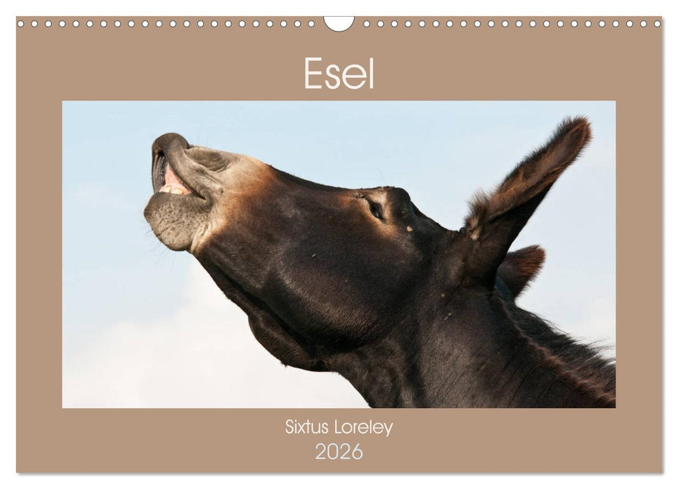 Esel - Sixtus Loreley (CALVENDO Wandkalender 2026)