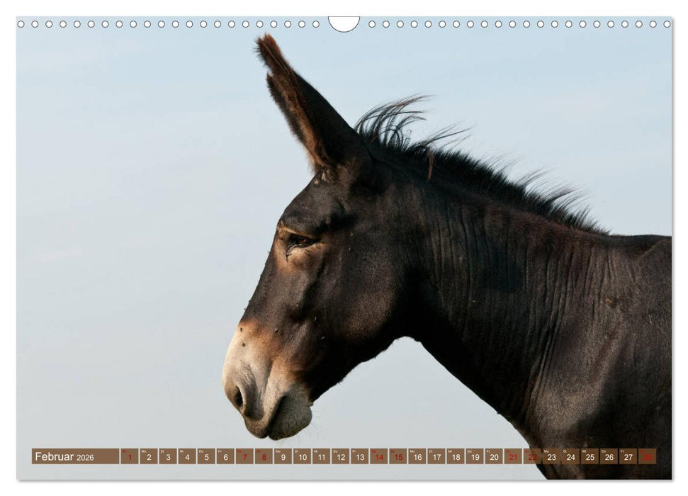 Esel - Sixtus Loreley (CALVENDO Wandkalender 2026)