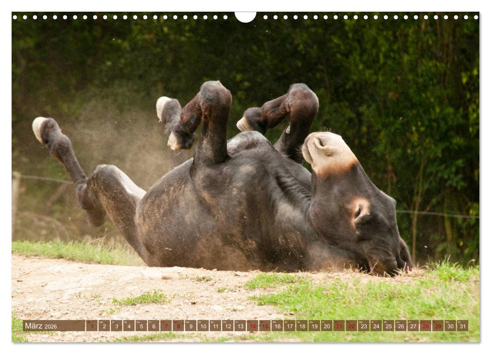 Esel - Sixtus Loreley (CALVENDO Wandkalender 2026)