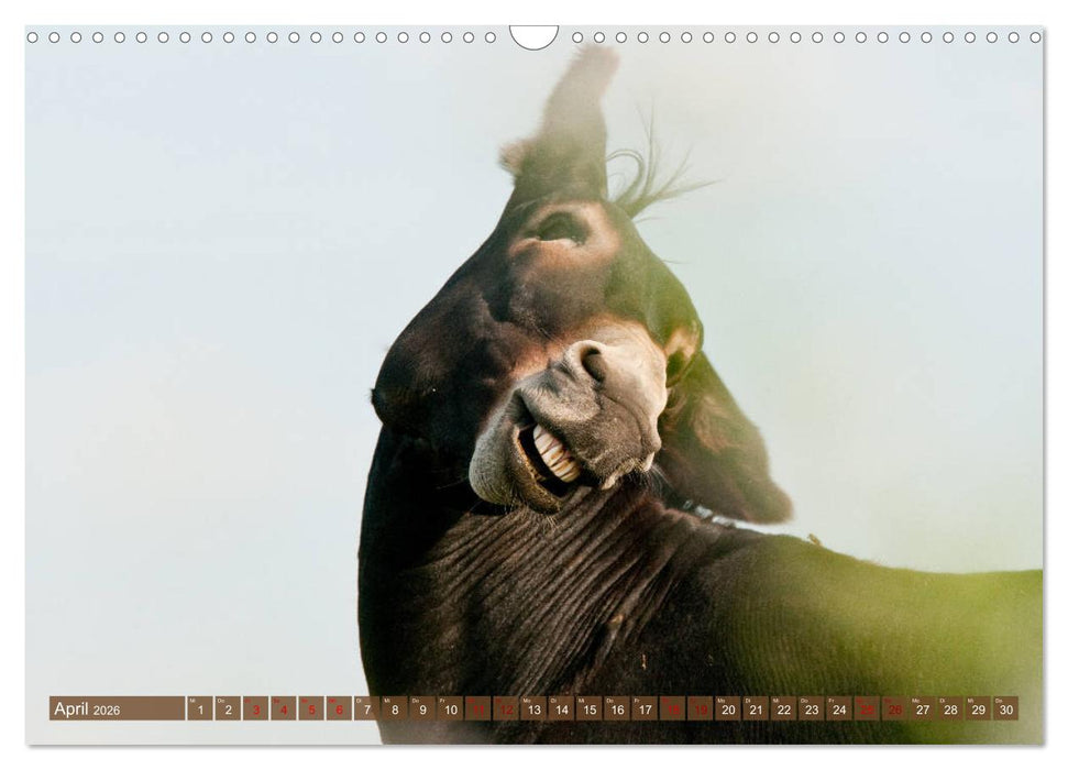 Esel - Sixtus Loreley (CALVENDO Wandkalender 2026)