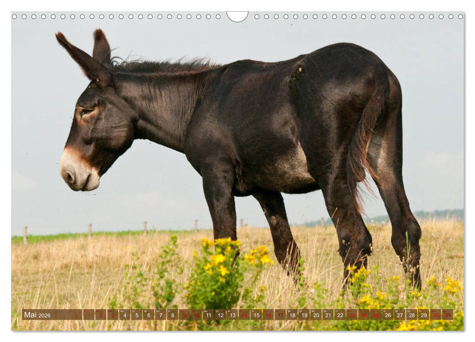 Esel - Sixtus Loreley (CALVENDO Wandkalender 2026)