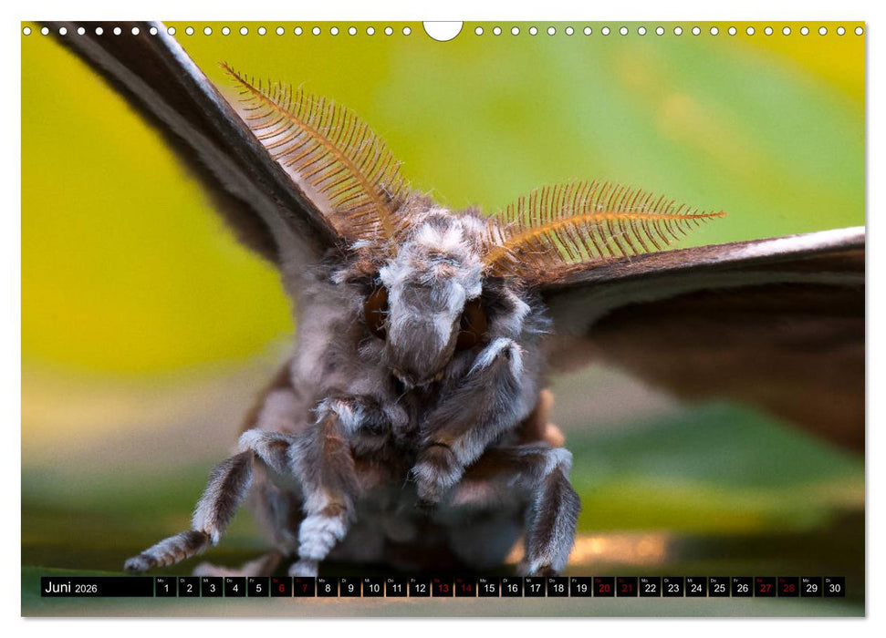 Kleinode der Lüfte - Faszinierende tropische Schmetterlinge (CALVENDO Wandkalender 2026)