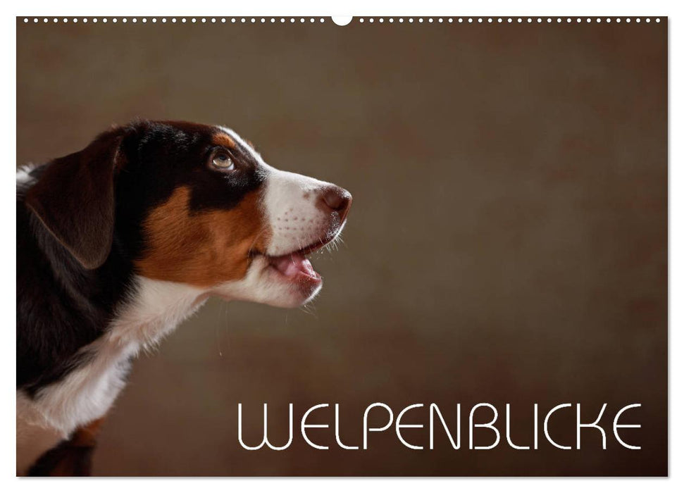 Welpenblicke (CALVENDO Wandkalender 2026)