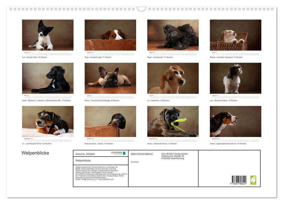 Welpenblicke (CALVENDO Wandkalender 2026)