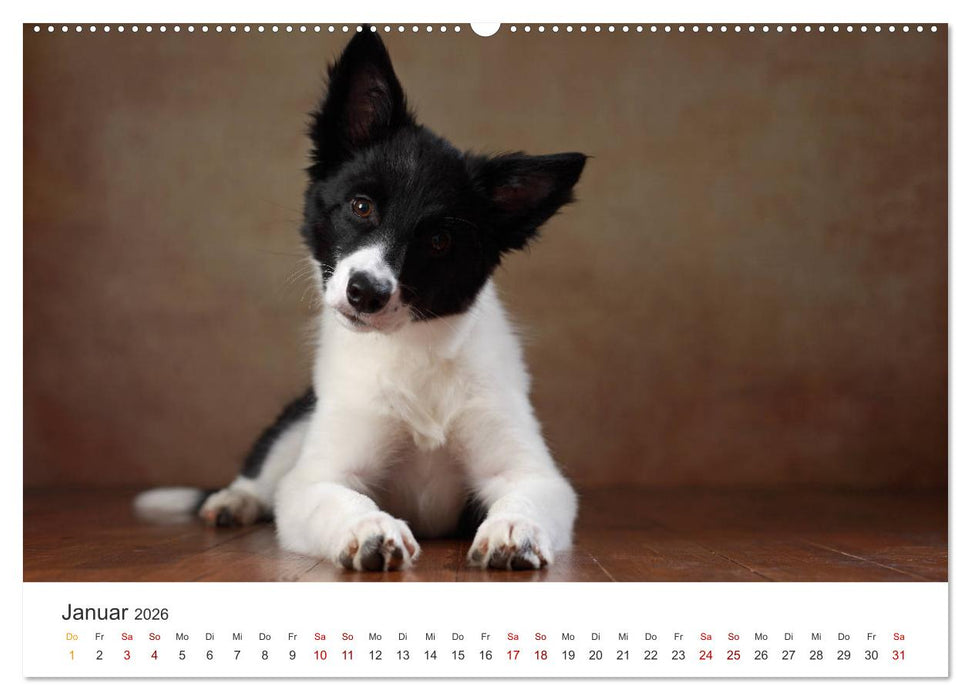 Welpenblicke (CALVENDO Wandkalender 2026)