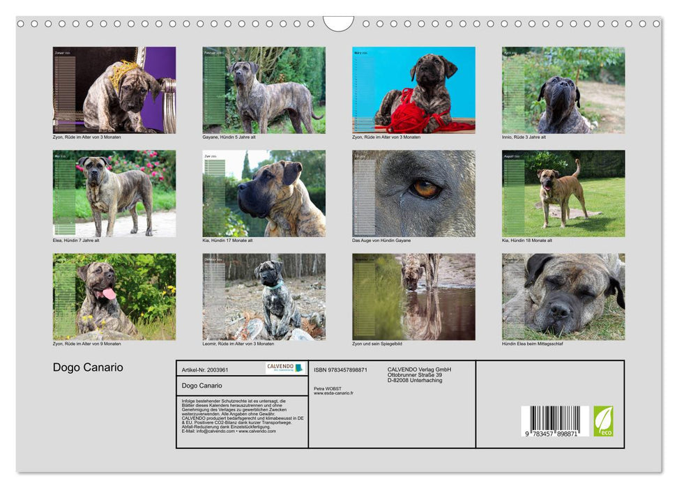 Dogo Canario (CALVENDO Wandkalender 2026)
