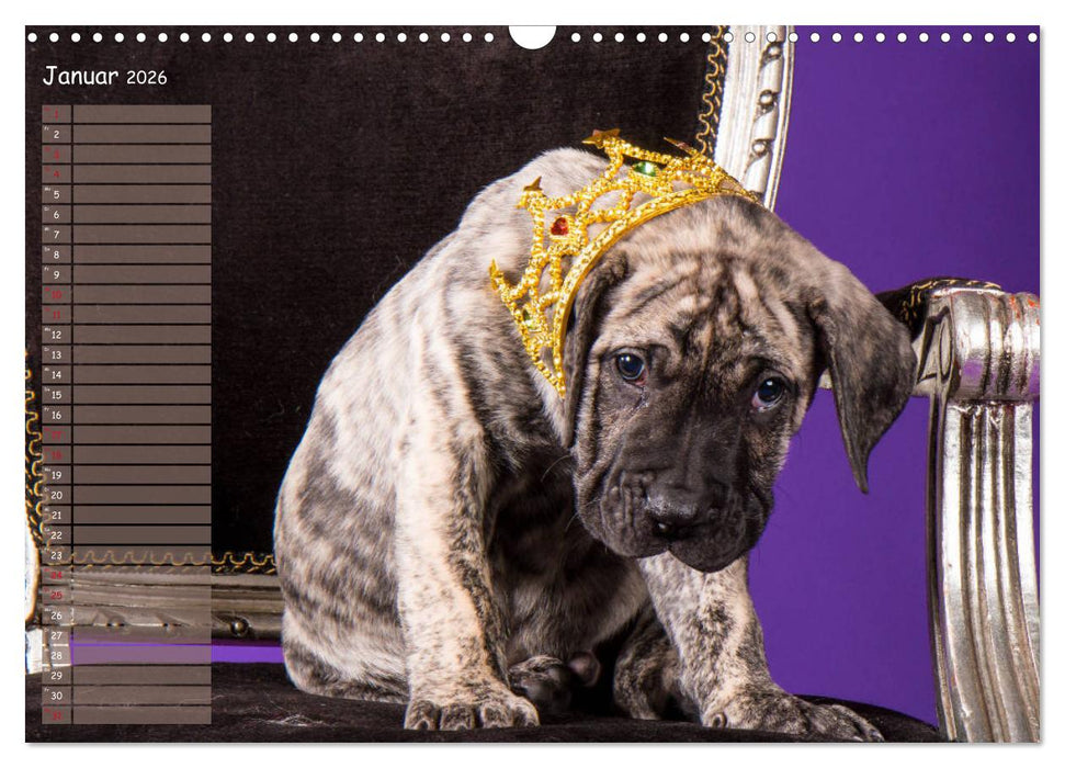 Dogo Canario (CALVENDO Wandkalender 2026)