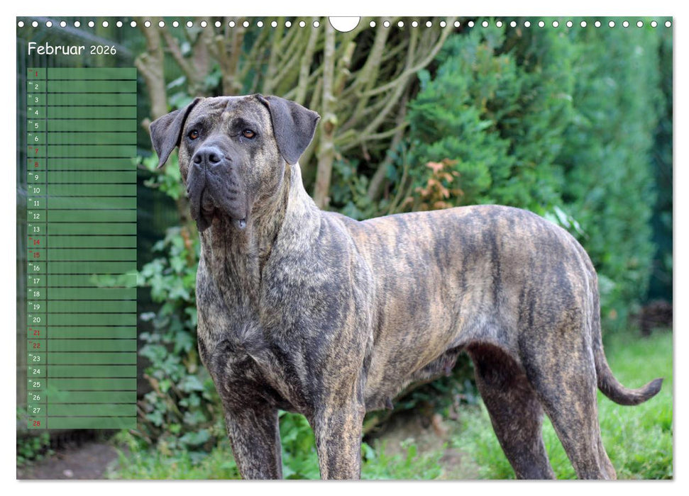 Dogo Canario (CALVENDO Wandkalender 2026)