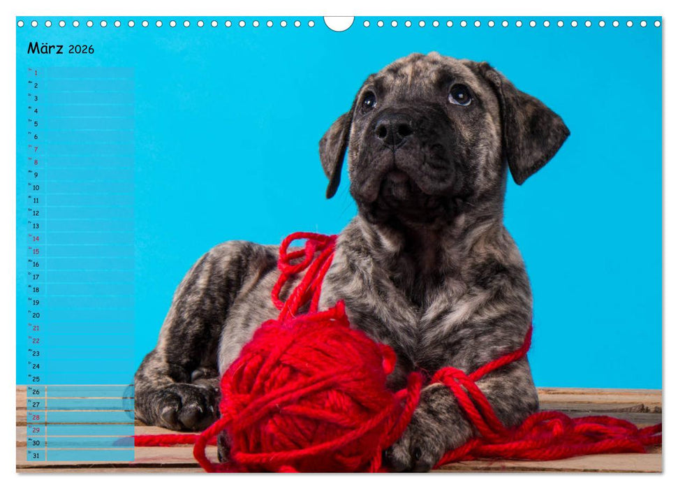 Dogo Canario (CALVENDO Wandkalender 2026)