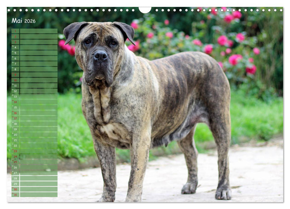 Dogo Canario (CALVENDO Wandkalender 2026)