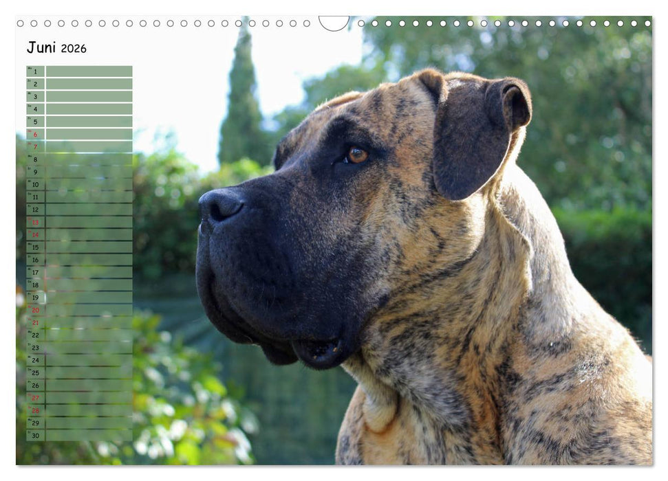 Dogo Canario (CALVENDO Wandkalender 2026)