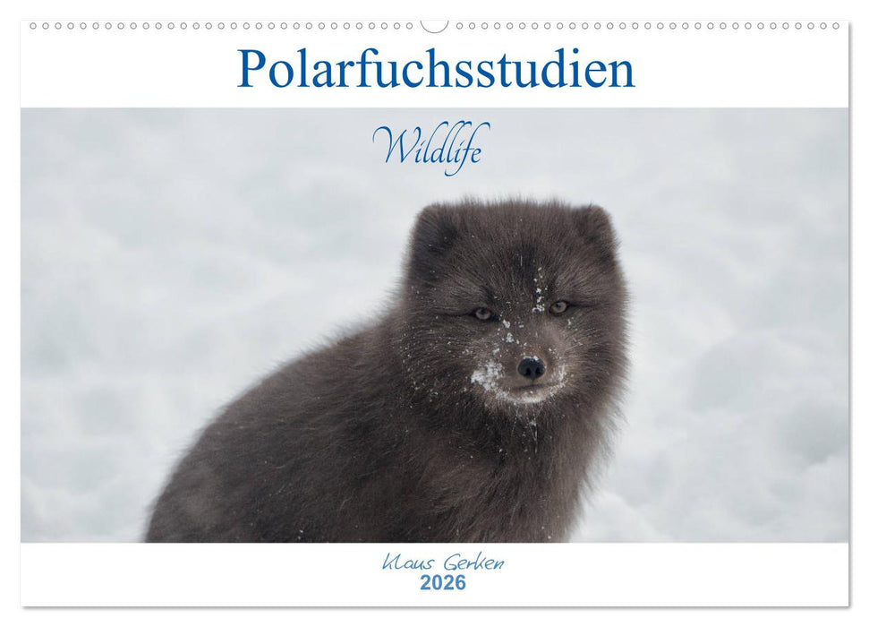 Polarfuchsstudien Wildlife (CALVENDO Wandkalender 2026)
