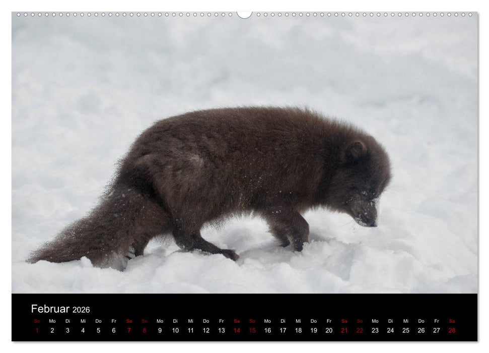 Polarfuchsstudien Wildlife (CALVENDO Wandkalender 2026)