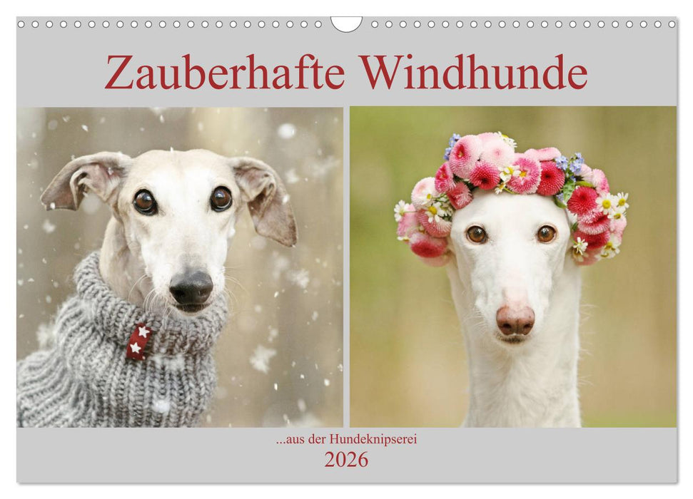 Zauberhafte Windhunde (CALVENDO Wandkalender 2026)