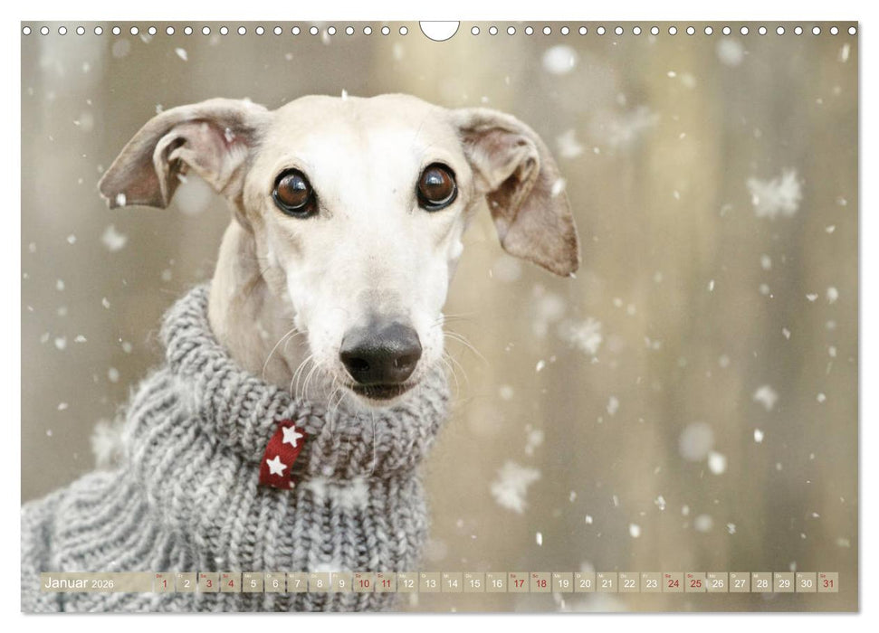 Zauberhafte Windhunde (CALVENDO Wandkalender 2026)