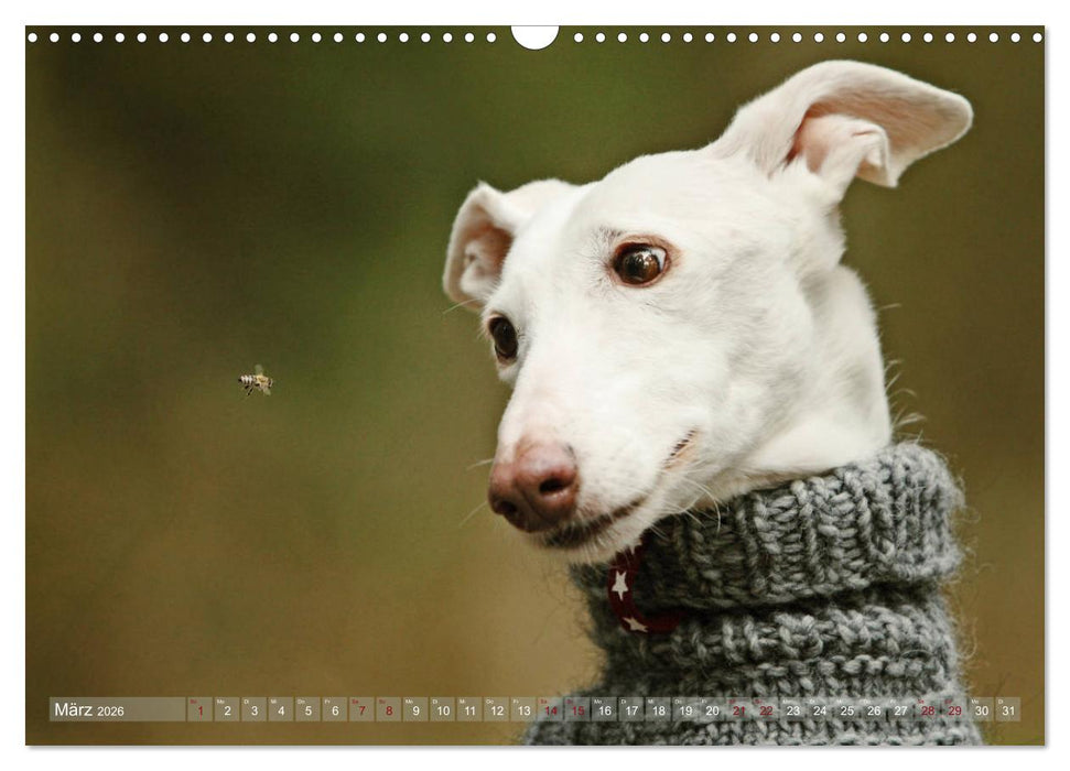 Zauberhafte Windhunde (CALVENDO Wandkalender 2026)
