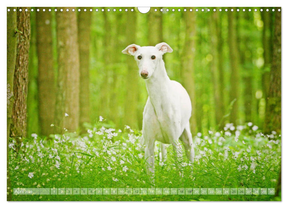 Zauberhafte Windhunde (CALVENDO Wandkalender 2026)