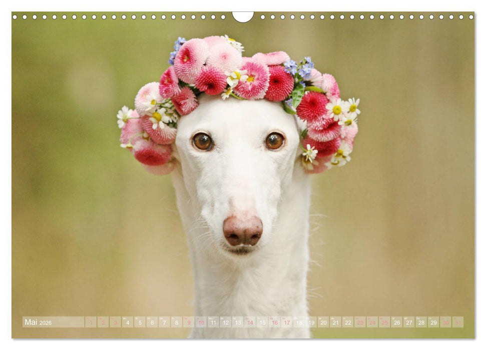 Zauberhafte Windhunde (CALVENDO Wandkalender 2026)