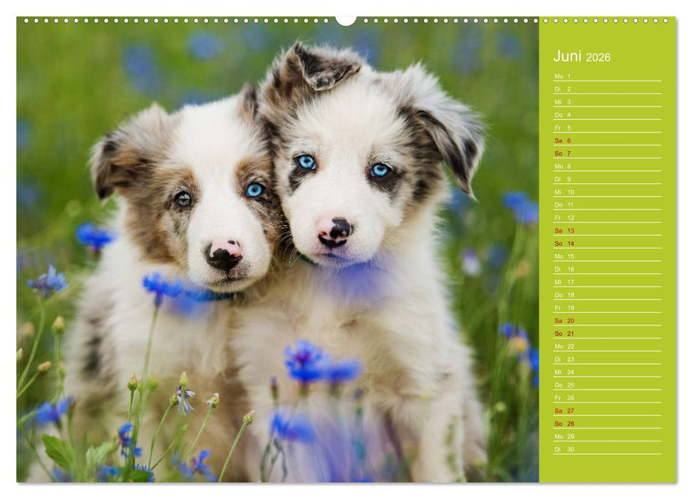 Border Collies - nicht nur schwarzweiß (CALVENDO Wandkalender 2026)