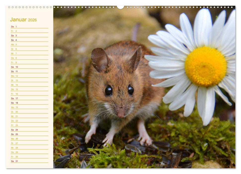 Grüsse von der Maus! (CALVENDO Wandkalender 2026)