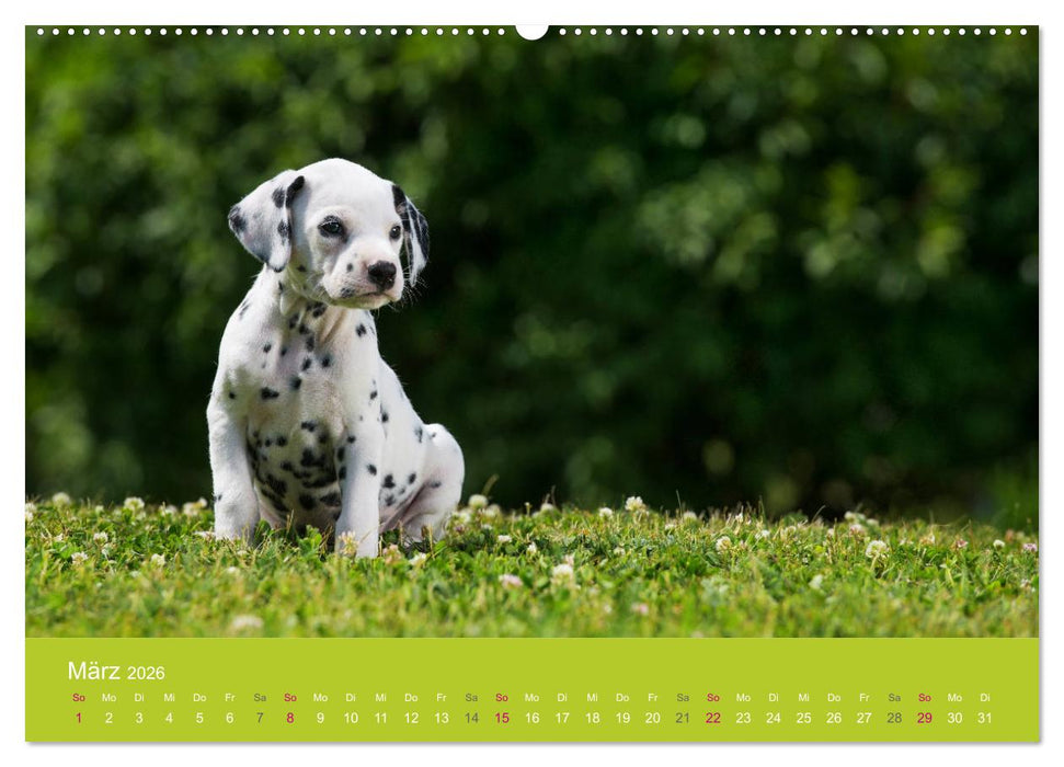 Welpen im Frühling (CALVENDO Wandkalender 2026)