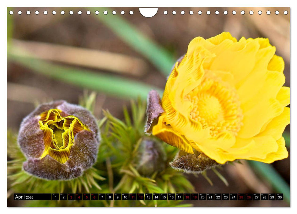 Oderlandschaft (CALVENDO Wandkalender 2026)