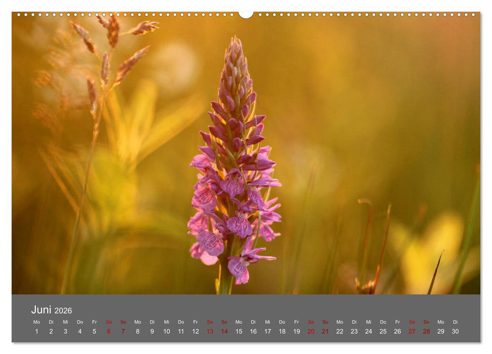 Wahner Heide - Aussichten und Begegnungen (CALVENDO Wandkalender 2026)