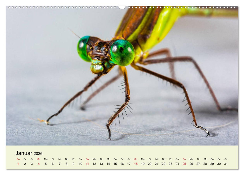 Insekten. Faszinierend und wichtig (CALVENDO Wandkalender 2026)