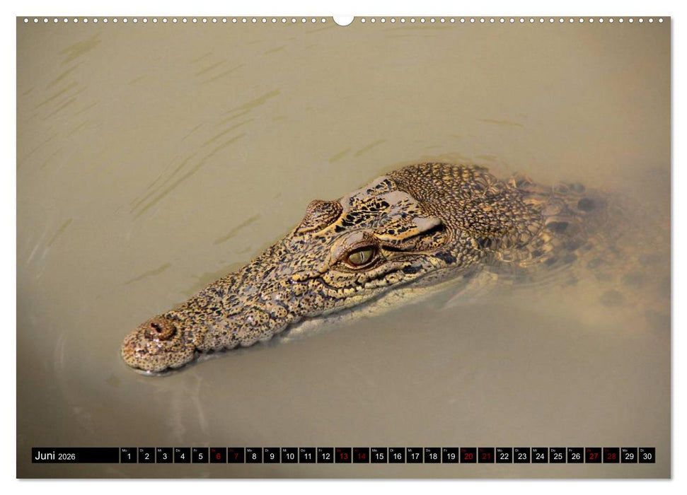 Koala, Känguru und Co. – Das wilde Tierreich Australiens (CALVENDO Wandkalender 2026)