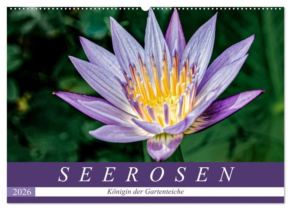 Seerosen - Königin der Gartenteiche (CALVENDO Wandkalender 2026)