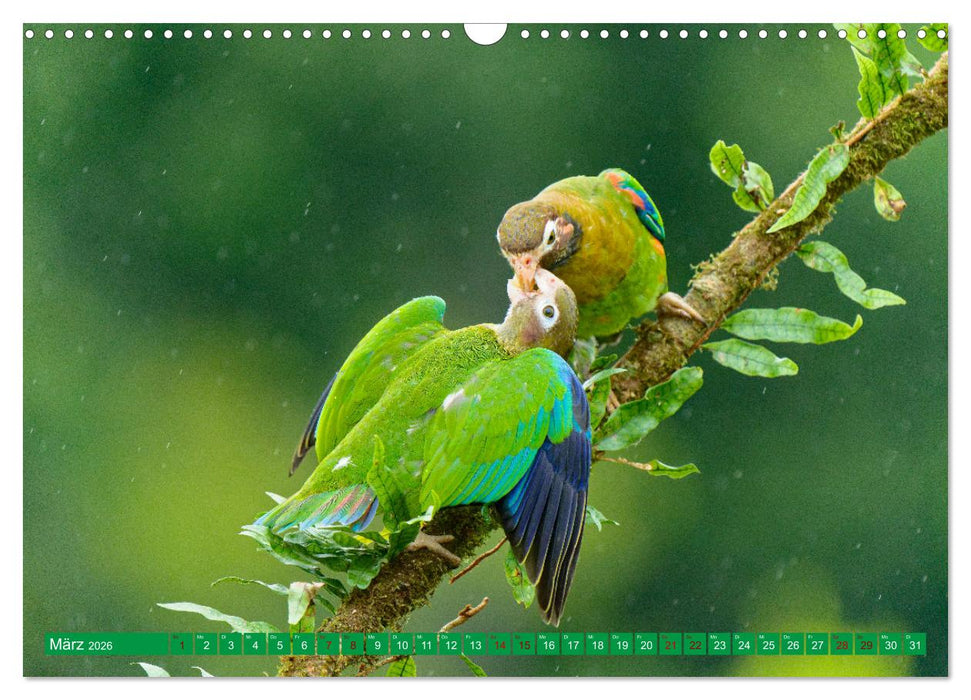 Papageien (CALVENDO Wandkalender 2026)