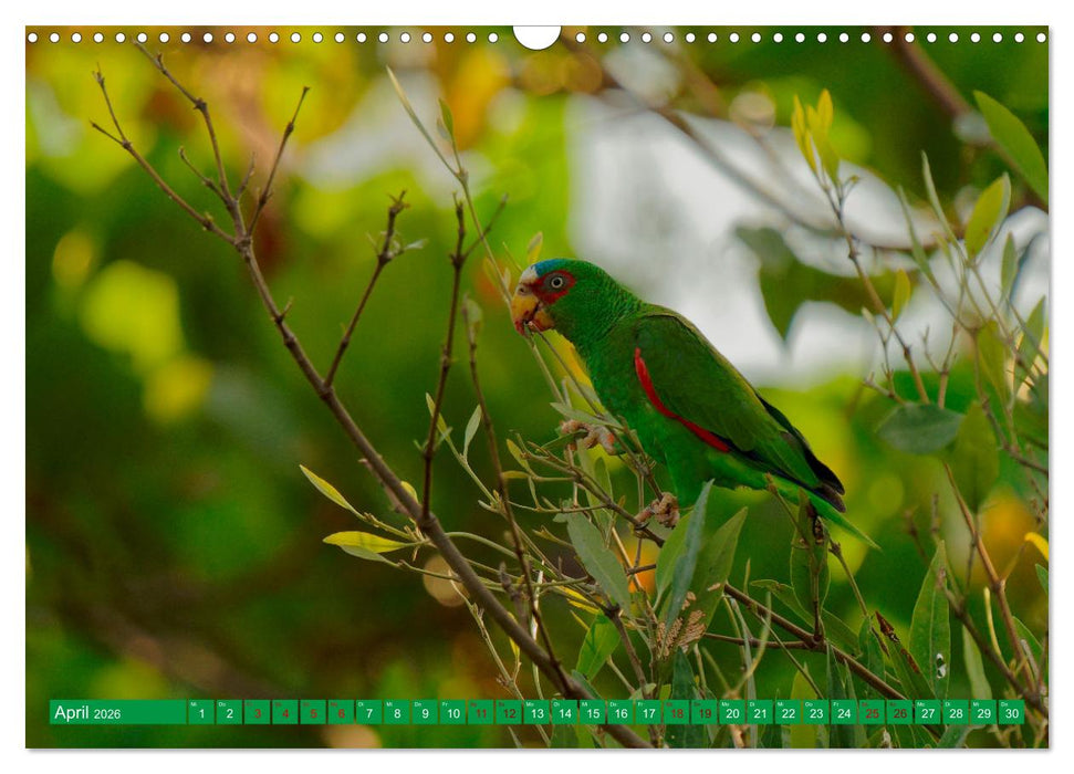Papageien (CALVENDO Wandkalender 2026)