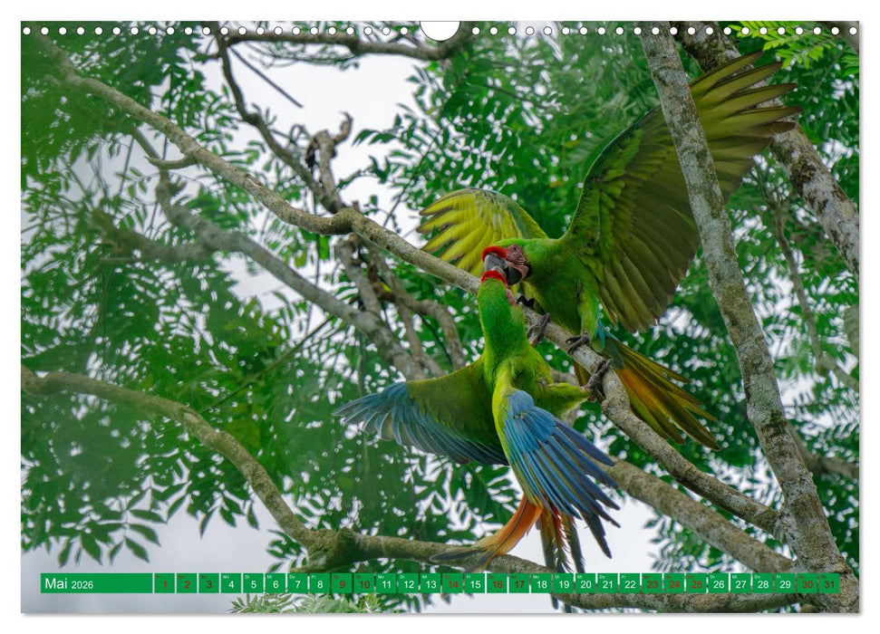Papageien (CALVENDO Wandkalender 2026)