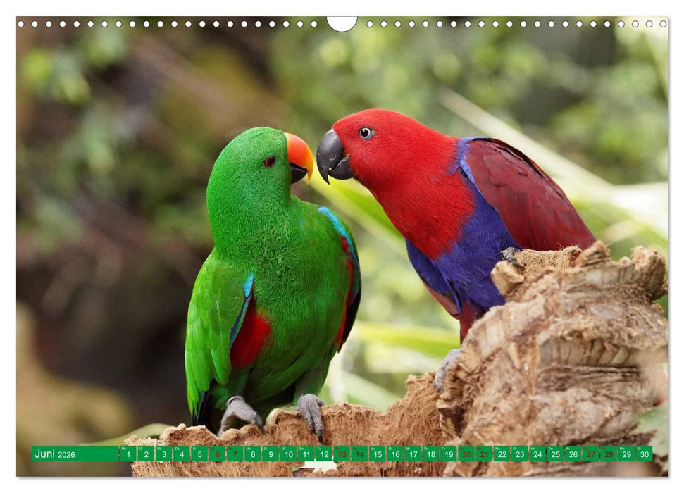 Papageien (CALVENDO Wandkalender 2026)