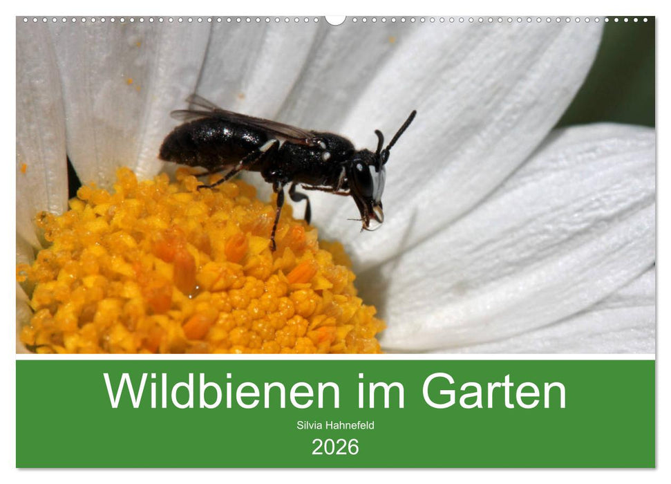 Wildbienen im Garten (CALVENDO Wandkalender 2026)