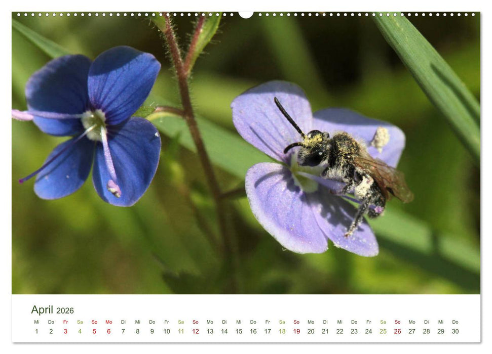 Wildbienen im Garten (CALVENDO Wandkalender 2026)