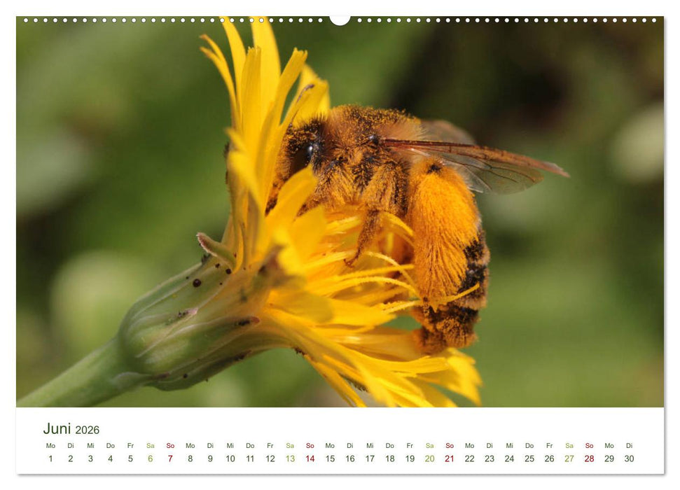 Wildbienen im Garten (CALVENDO Wandkalender 2026)