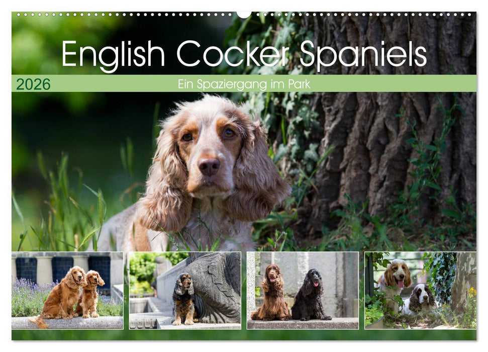 English Cocker Spaniels - Ein Spaziergang im Park (CALVENDO Wandkalender 2026)