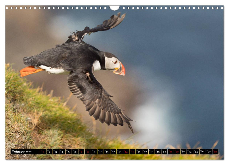 Papageitaucher: Clowns des Nordatlantik (CALVENDO Wandkalender 2026)