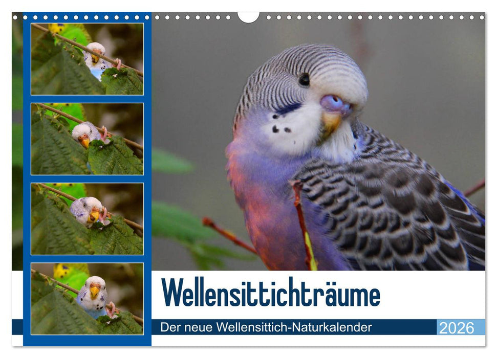 Wellensittichträume - Der neue Wellensittich-Naturkalender (CALVENDO Wandkalender 2026)