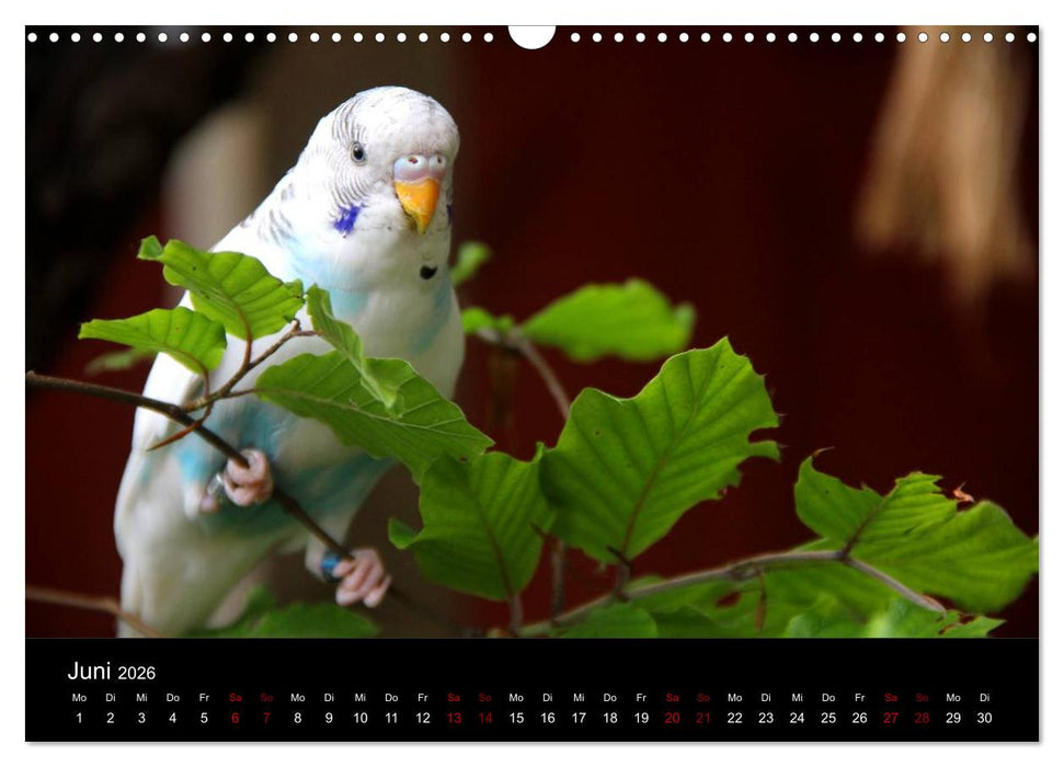Wellensittichträume - Der neue Wellensittich-Naturkalender (CALVENDO Wandkalender 2026)