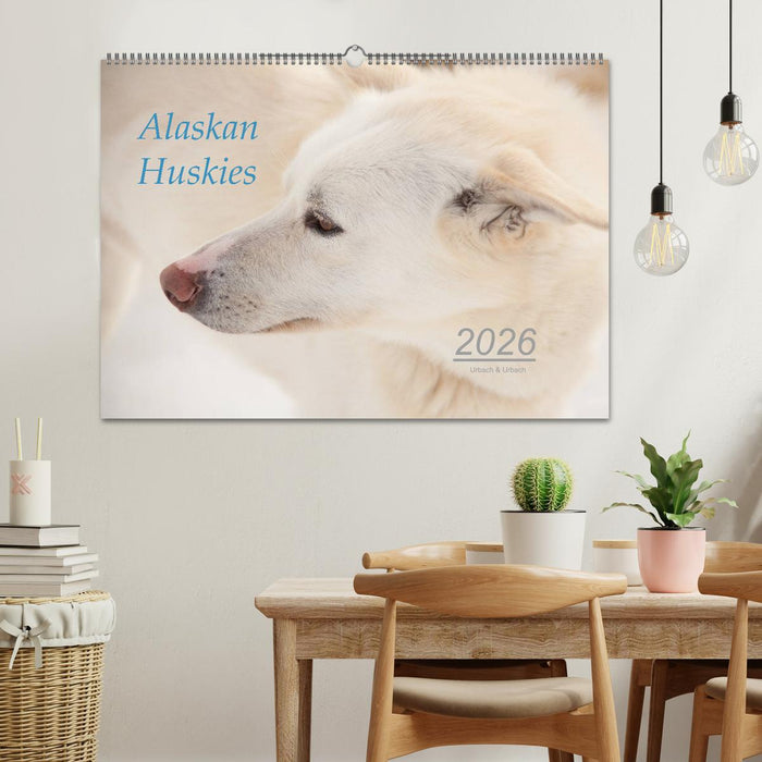 Alaskan Huskies (CALVENDO Wandkalender 2026)