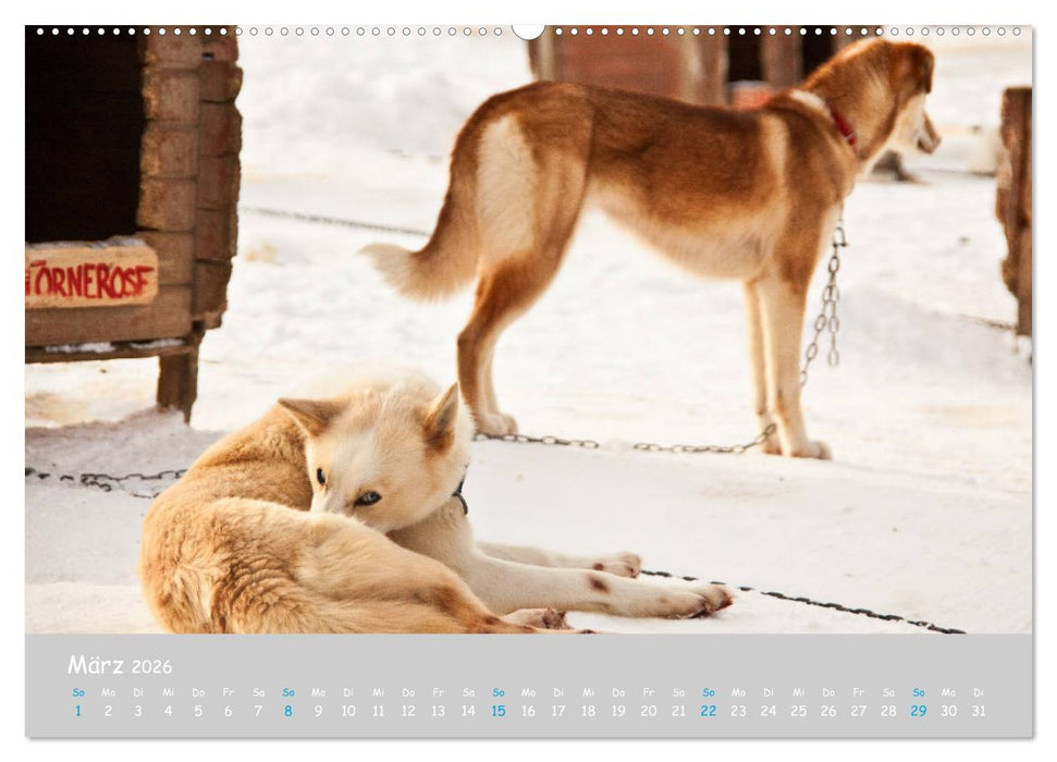 Alaskan Huskies (CALVENDO Wandkalender 2026)