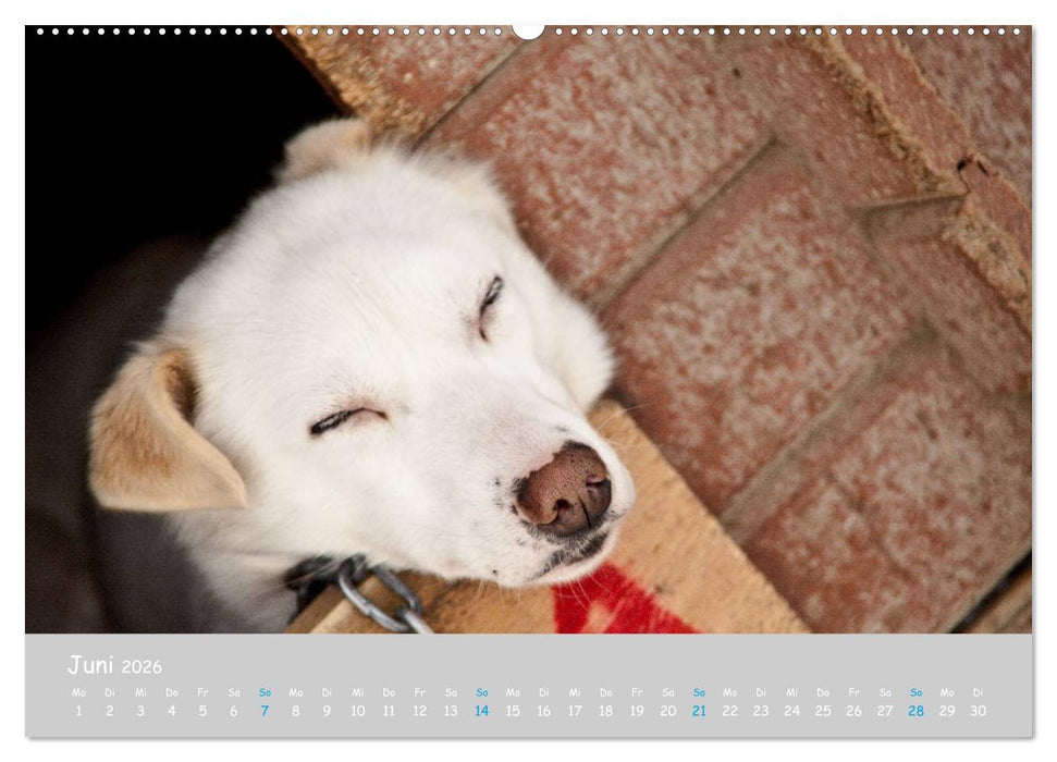 Alaskan Huskies (CALVENDO Wandkalender 2026)