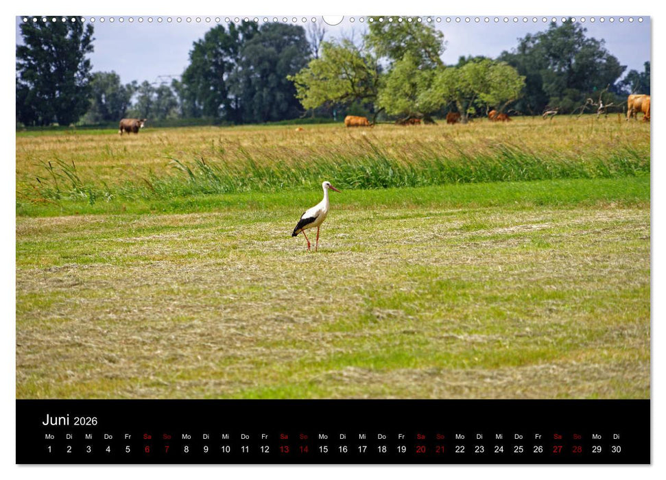 Elberadweg Coswig (Anhalt) (CALVENDO Wandkalender 2026)