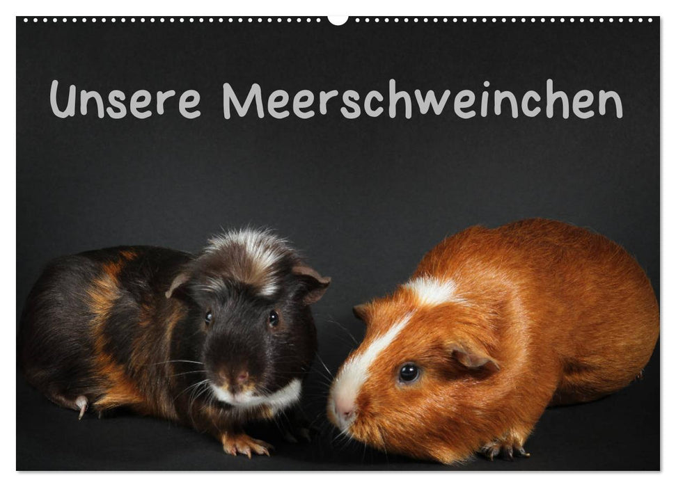 Unsere Meerschweinchen (CALVENDO Wandkalender 2026)