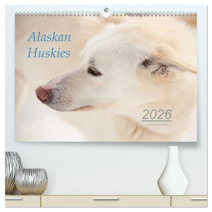 Alaskan Huskies (CALVENDO Premium Wandkalender 2026)