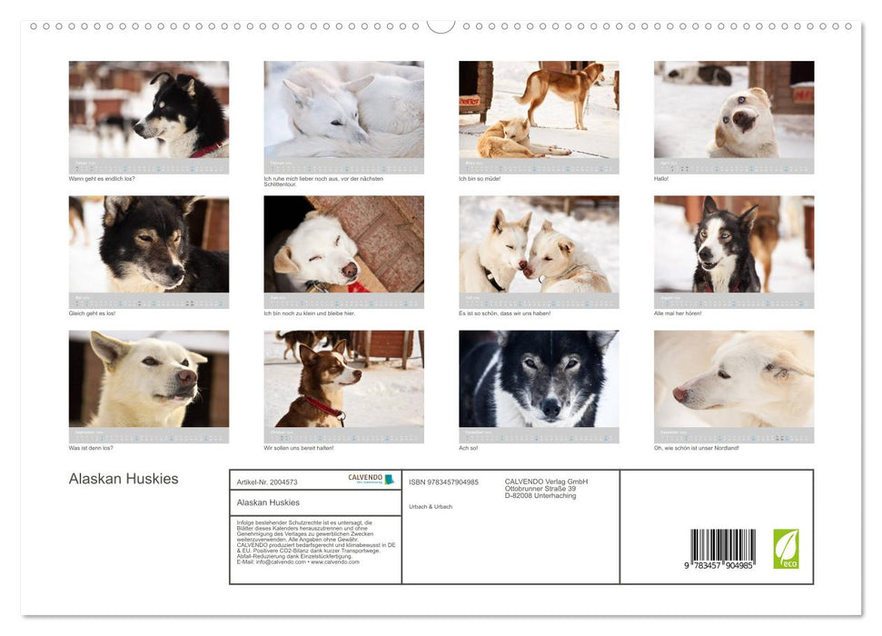 Alaskan Huskies (CALVENDO Premium Wandkalender 2026)